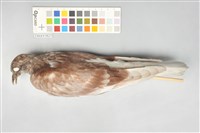 藏品(家鴿)的圖片